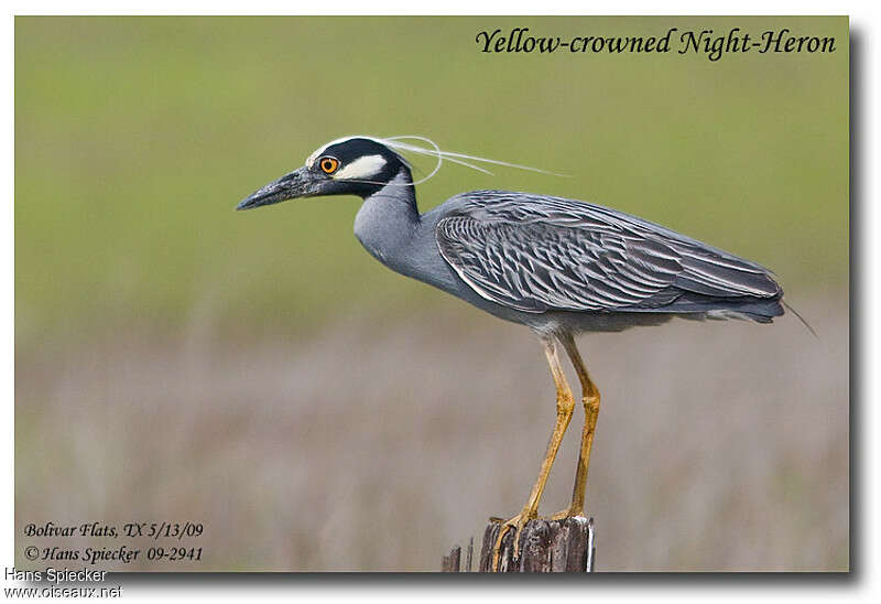 Yellow-crowned Night Heronadult breeding, identification