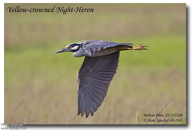 Yellow-crowned Night Heronadult, Flight