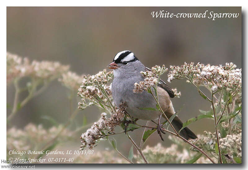 White-crowned Sparrowadult, feeding habits