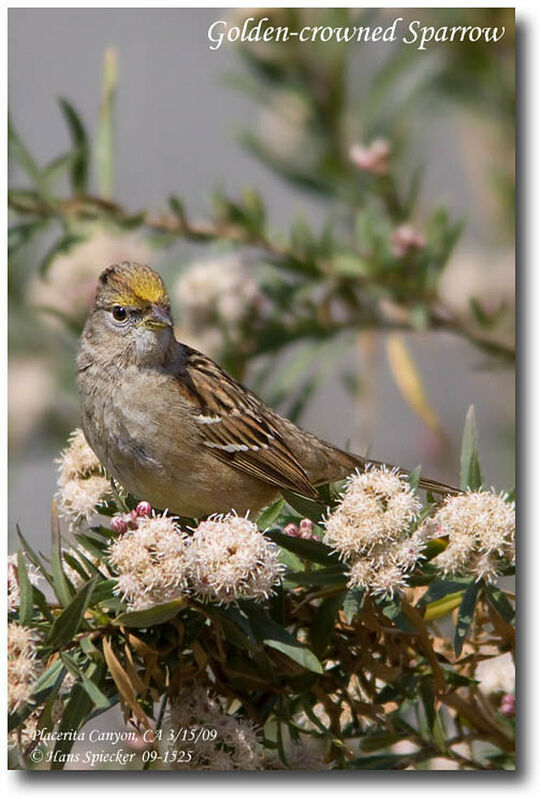 Golden-crowned Sparrowimmature