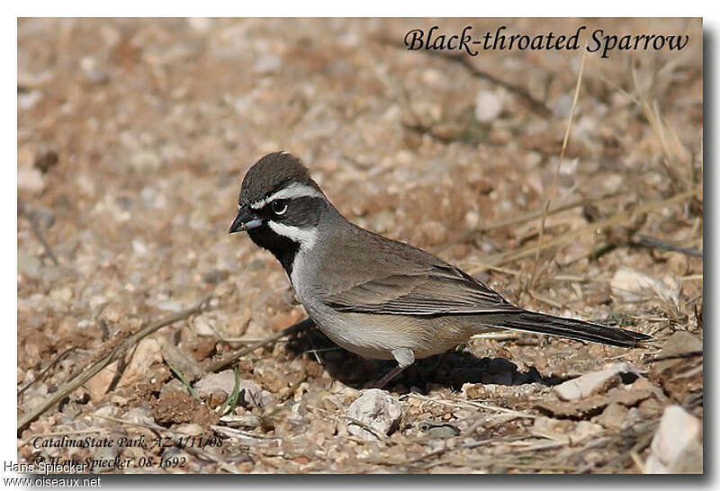 Black-throated Sparrowadult, identification