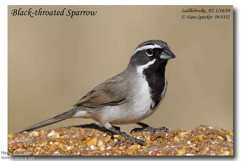 Black-throated Sparrowadult, aspect