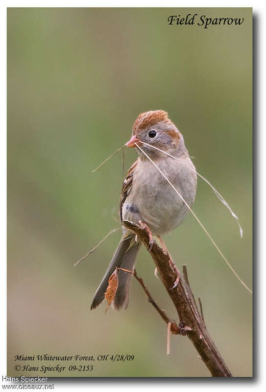 Field Sparrowadult, identification, Reproduction-nesting