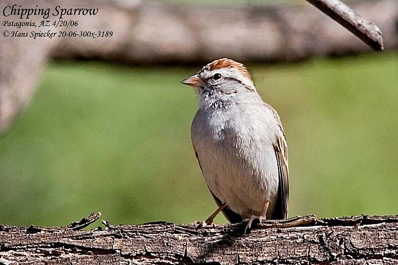 Chipping Sparrow male adult