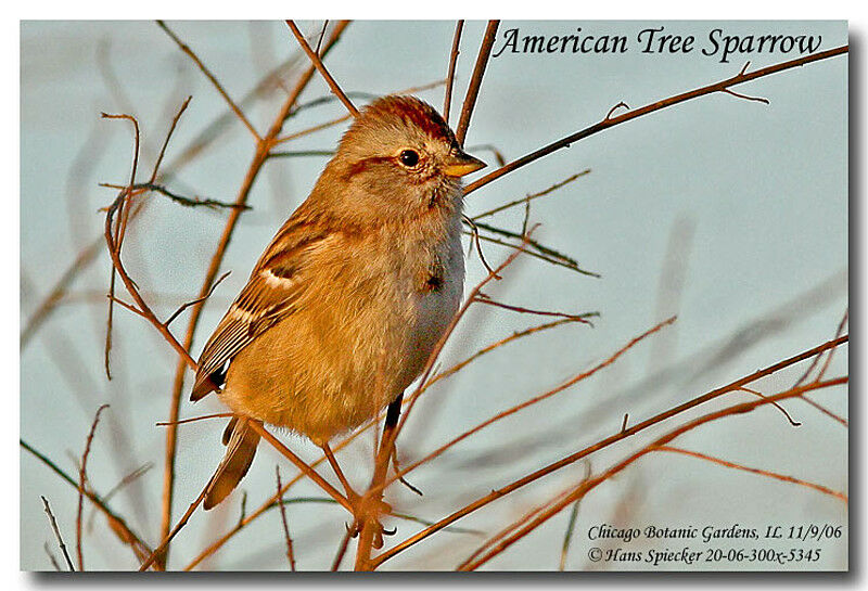 American Tree Sparrowadult