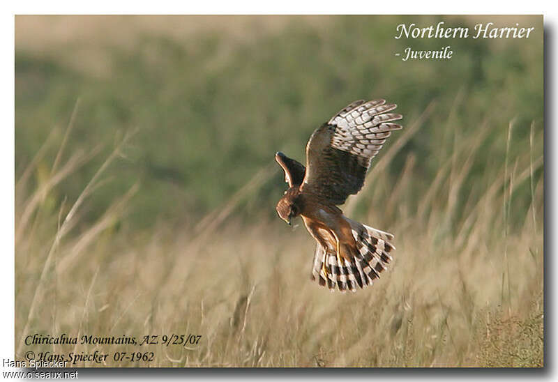 Northern Harrierjuvenile, Flight