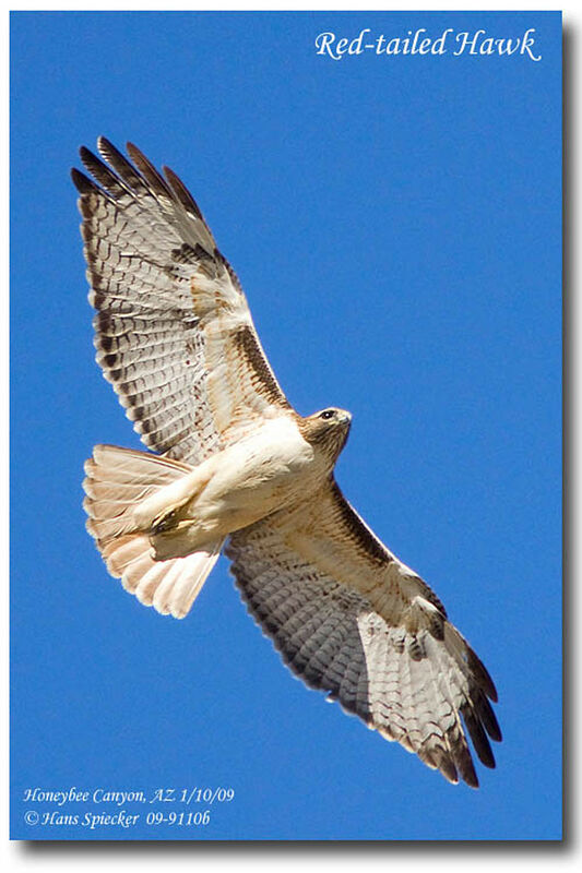Red-tailed Hawkadult