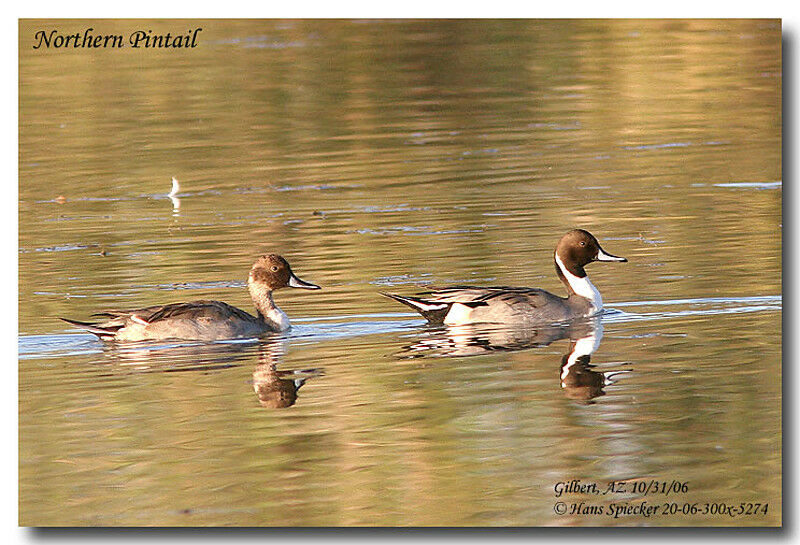 Northern Pintail male adult post breeding