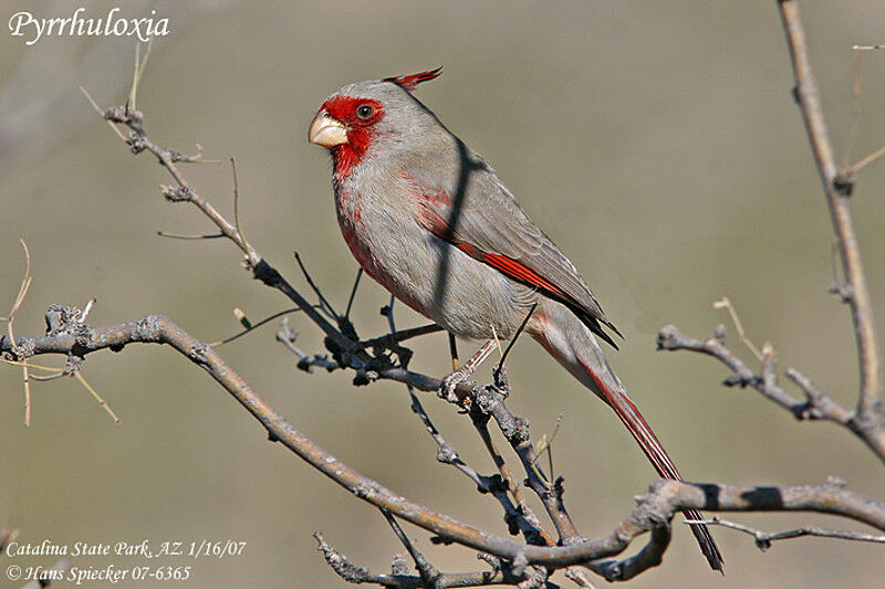 Cardinal pyrrhuloxia mâle adulte