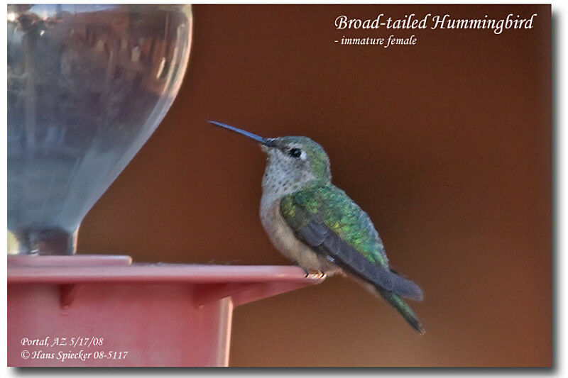 Broad-tailed Hummingbird female immature