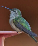 Broad-tailed Hummingbird