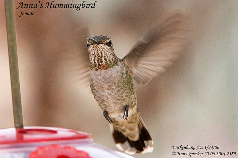 Anna's Hummingbird female adult