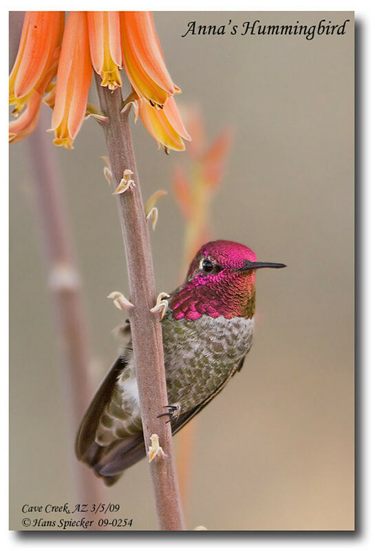Anna's Hummingbird male adult