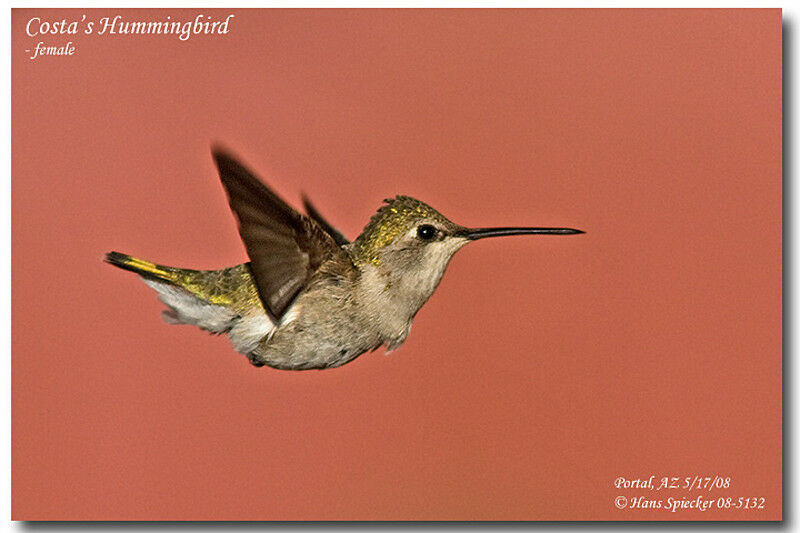 Costa's Hummingbird female