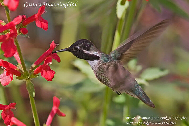 Costa's Hummingbird male adult