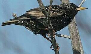 Common Starling