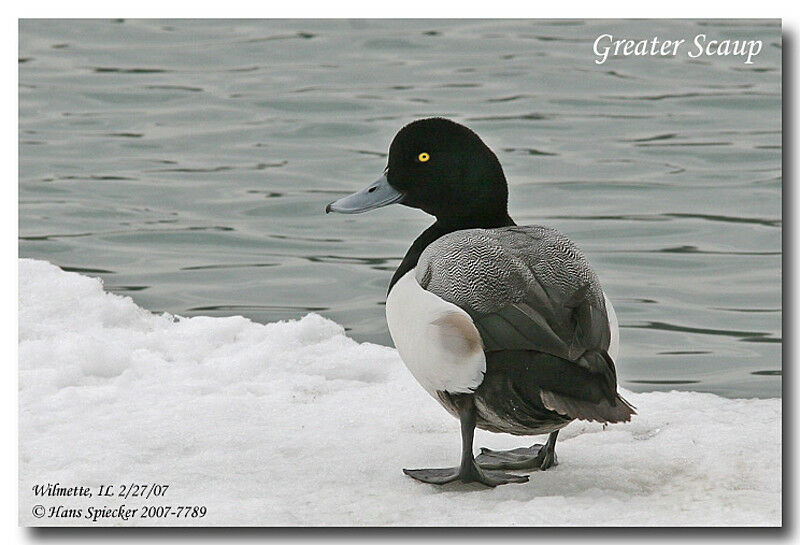 Greater Scaup male adult