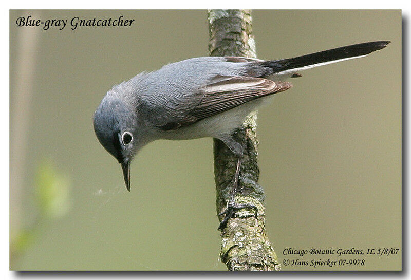 Blue-grey Gnatcatcheradult