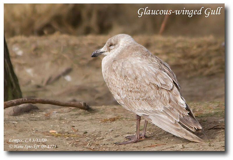 Glaucous-winged Gulladult