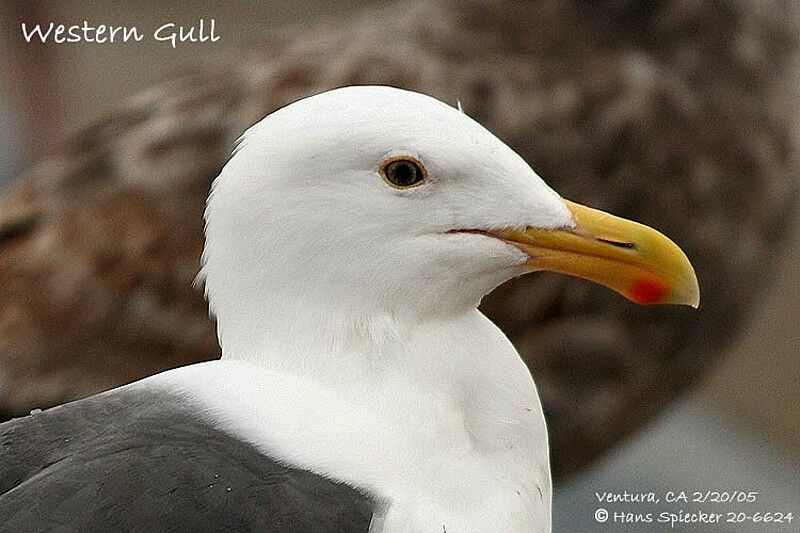 Western Gull