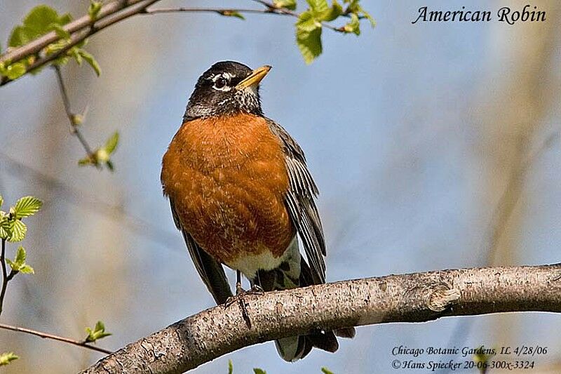 American Robin male adult breeding