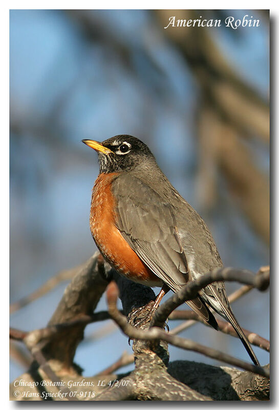 American Robin male adult