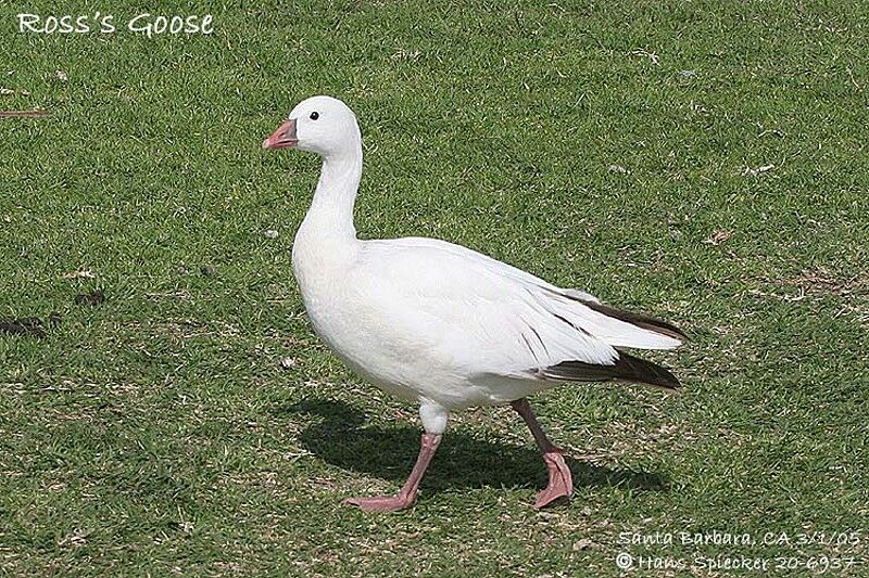 Ross's Goose