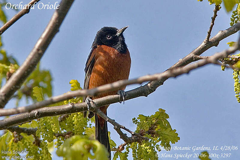 Orchard Oriole male adult breeding