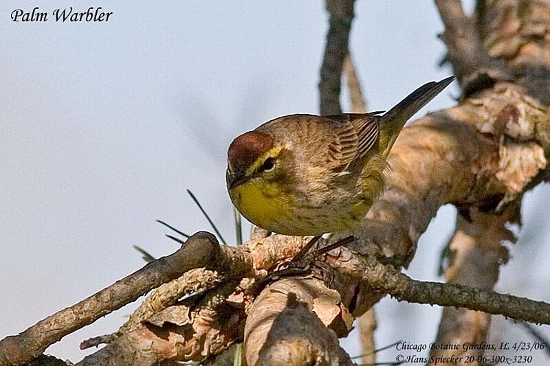 Palm Warbler male adult