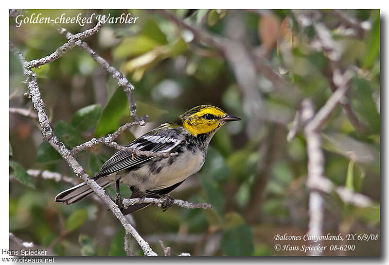 Golden-cheeked Warbler male Second year, identification