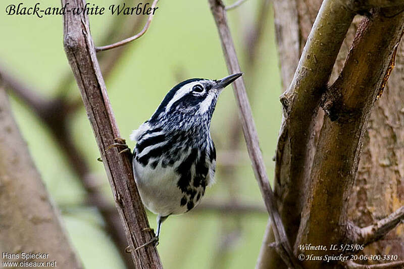 Black-and-white Warbler male adult breeding, close-up portrait