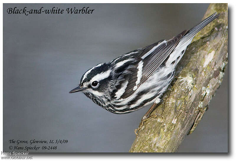 Black-and-white Warbler male adult breeding, identification