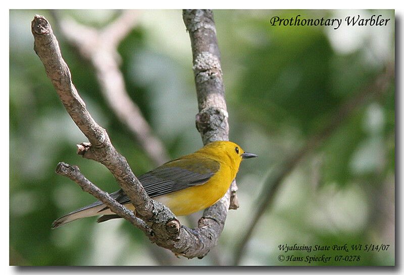 Prothonotary Warbleradult