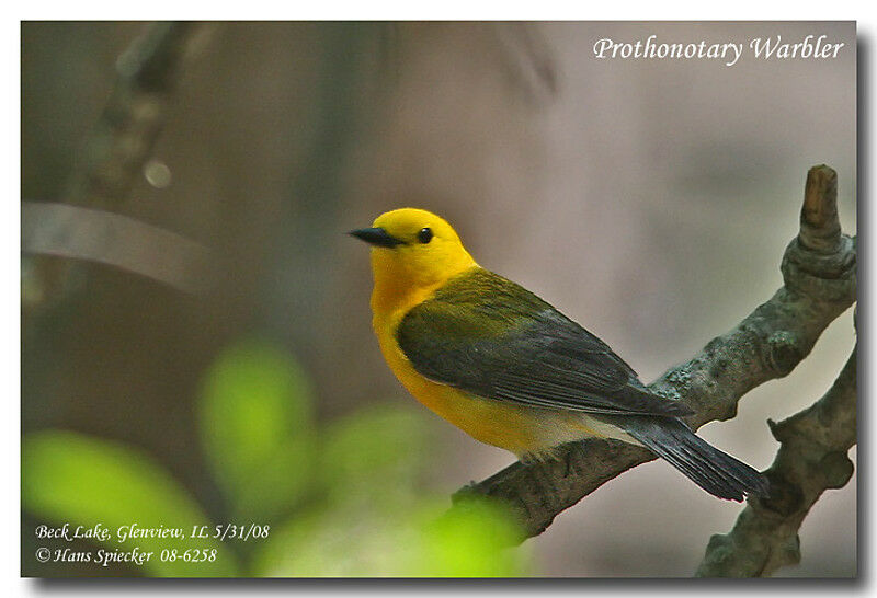 Prothonotary Warbler male adult breeding