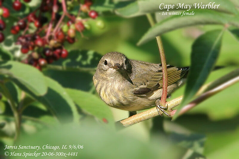 Cape May Warbler female First year