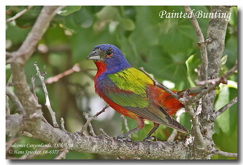 Painted Bunting male adult breeding