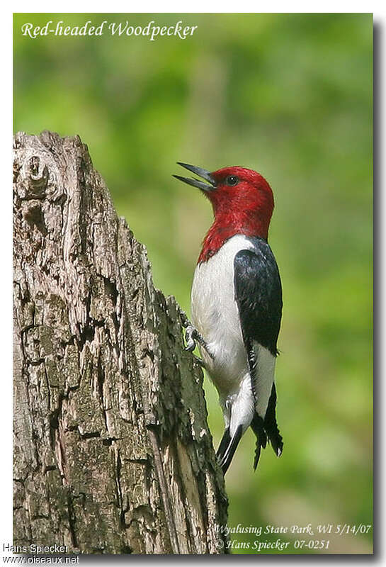 Red-headed Woodpeckeradult, close-up portrait