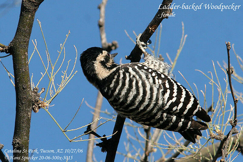 Ladder-backed Woodpecker female adult