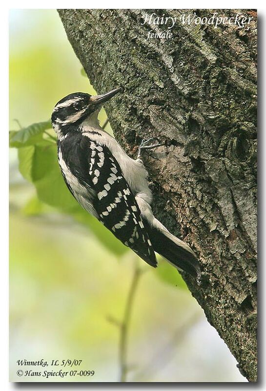 Hairy Woodpecker female adult