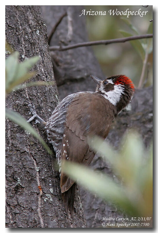 Arizona Woodpecker male adult