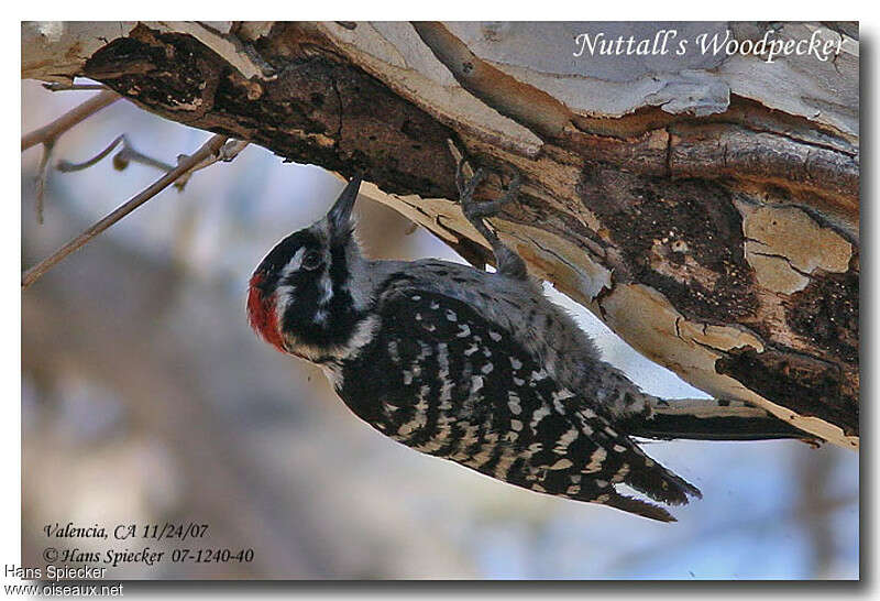 Nuttall's Woodpecker male adult