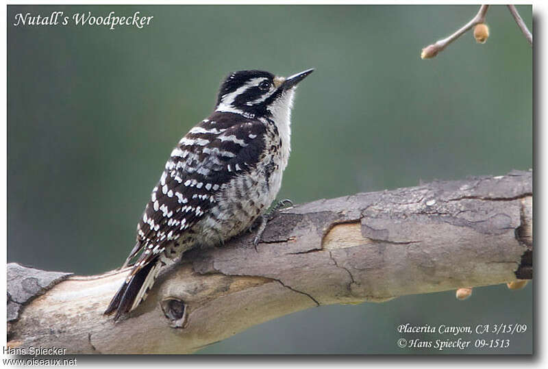 Nuttall's Woodpecker female adult