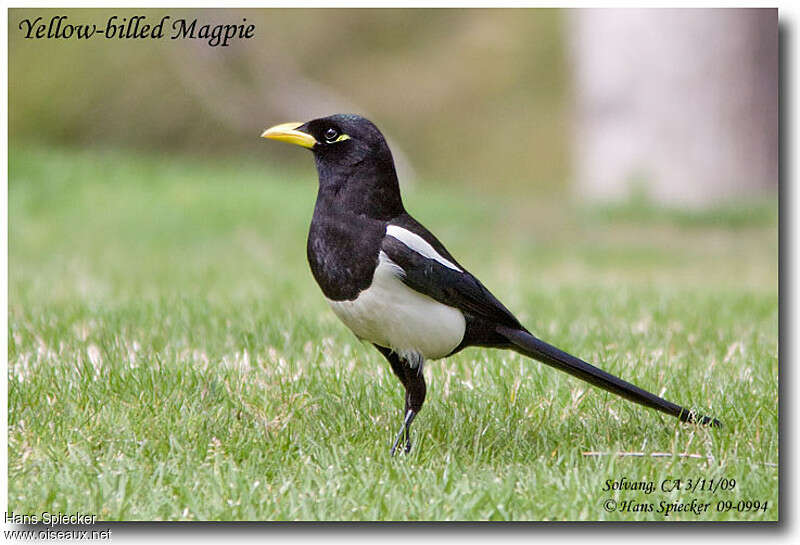 Yellow-billed Magpieadult, identification