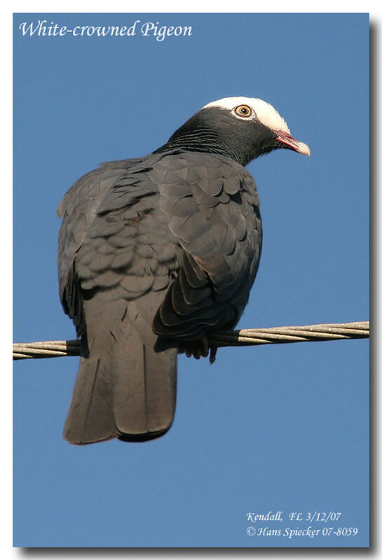 Pigeon à couronne blanche mâle adulte