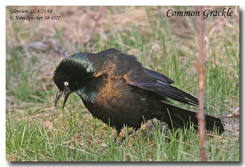 Common Grackle male adult