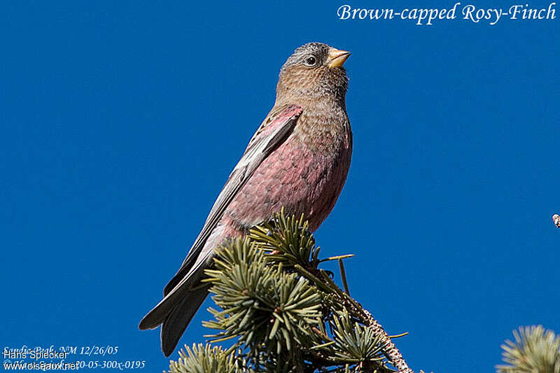 Brown-capped Rosy Finch