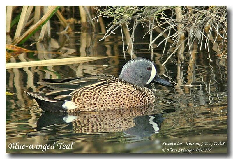 Blue-winged Teal male adult