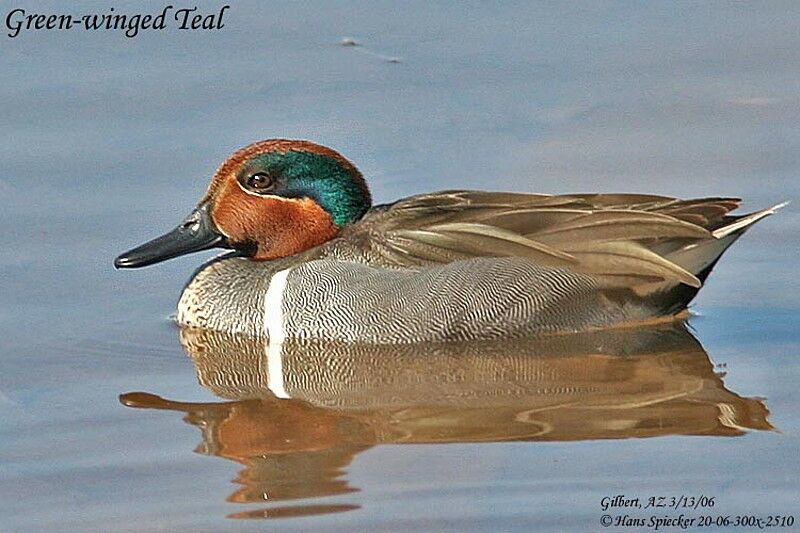 Green-winged Teal male adult