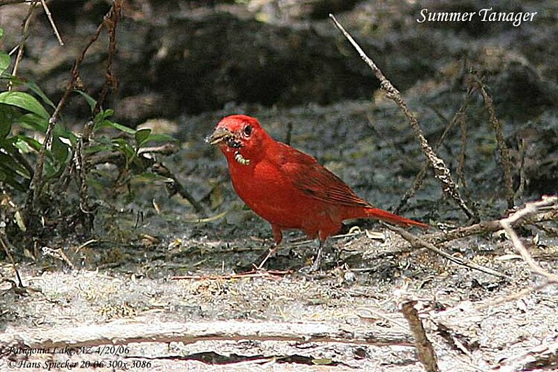 Summer Tanager male adult breeding