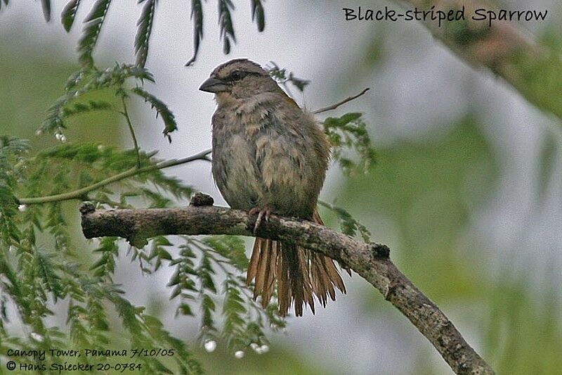 Black-striped Sparrow